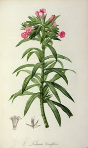 Echium Grandiflorum, de "O Jardim de Malmaison", 1802